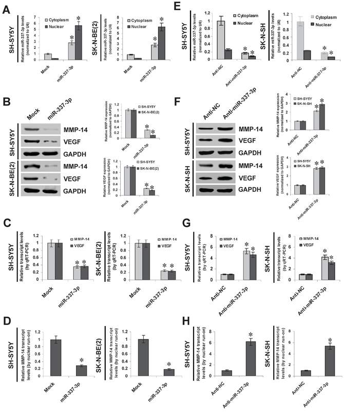 miR-337-3p inhibits the MMP-14 expression through transcriptional repression.