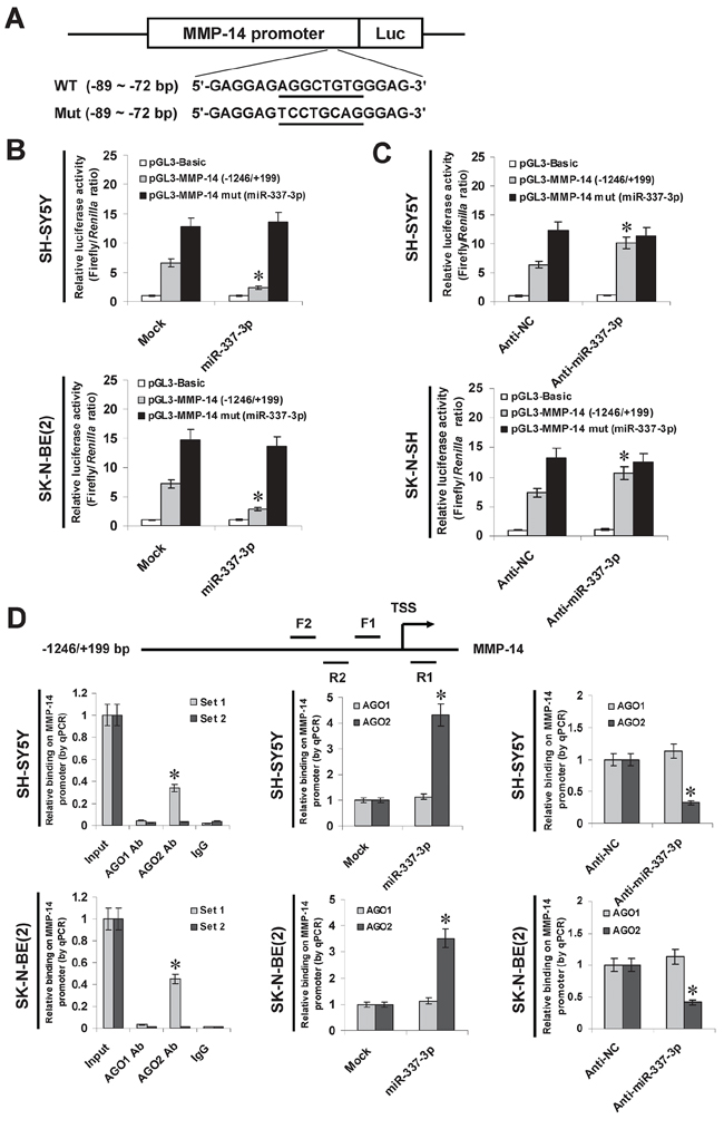 miR-337-3p recognizes the binding site and recruited AGO2 on MMP-14 promoter.