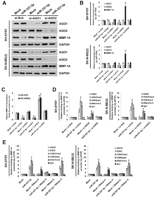 AGO2 is involved in miR-337-3p-induced epigenetic repression of MMP-14 in NB cells.