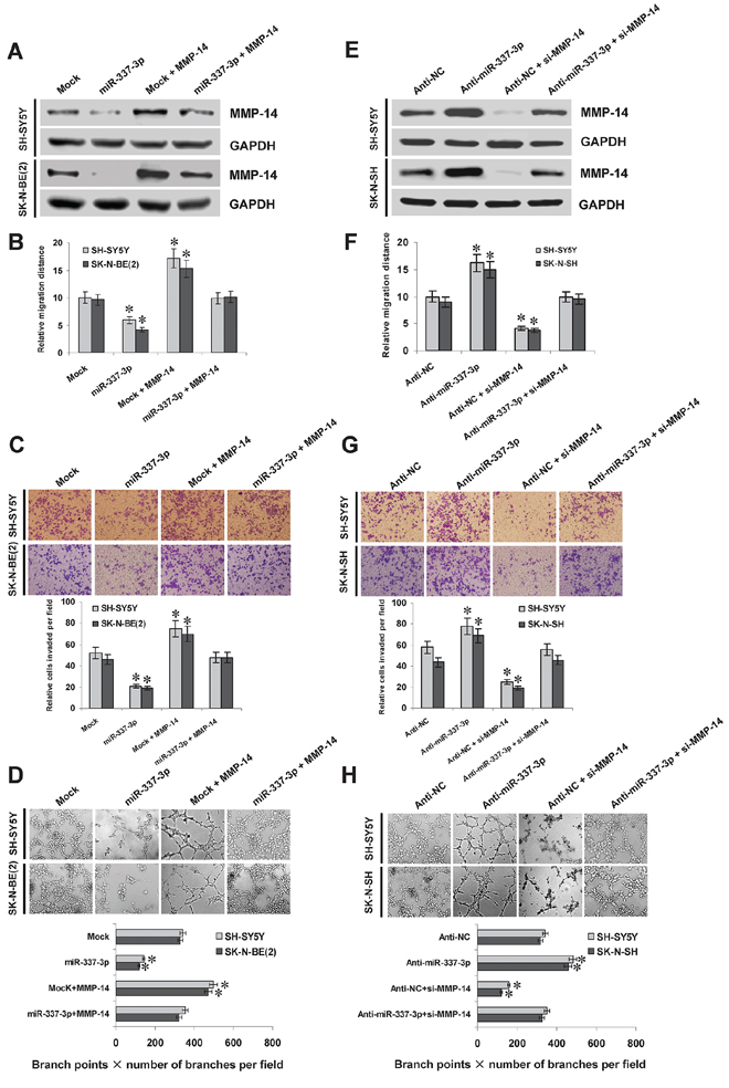 miR-337-3p suppresses the migration, invasion, and angiogenesis of NB cells in vitro.