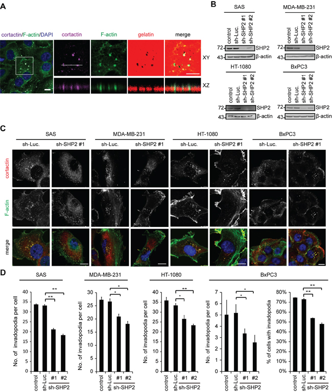 The depletion of SHP2 by shRNAs suppresses invadopodia formation in cancer cells.