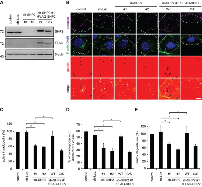 The suppression of invadopodia formation by SHP2 depletion is restored by re-expression of SHP2 but not its catalytically defective mutant in SAS cells.