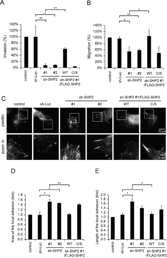 SHP2 is important for invasive cell motility.