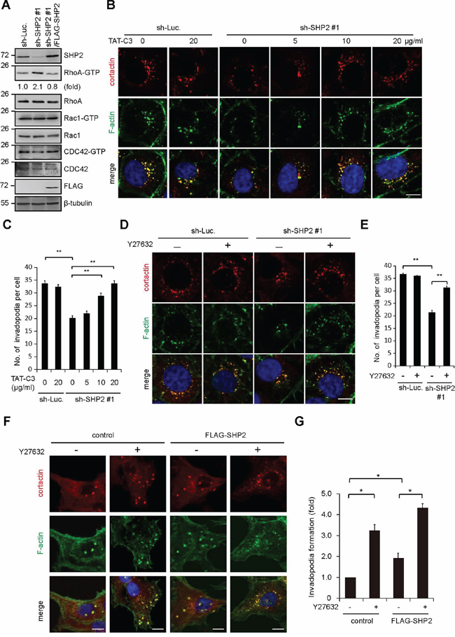 SHP2 promotes invadopodia formation by suppression of Rho activity.