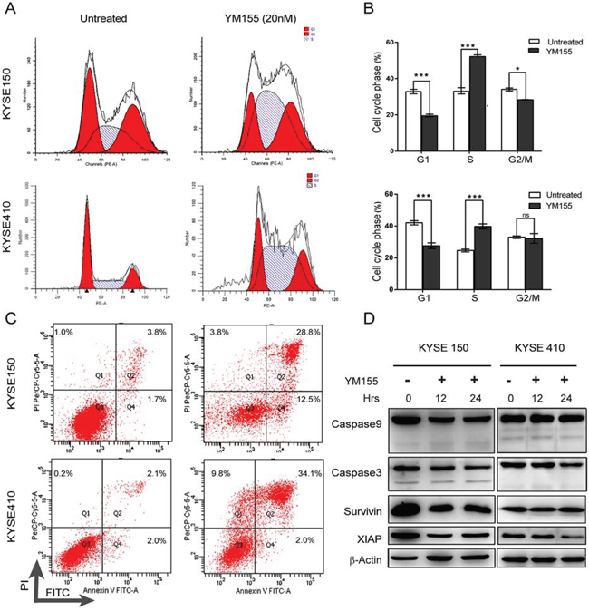 YM155 triggers non-apoptotic cell death in KYSE410 and KYSE150.