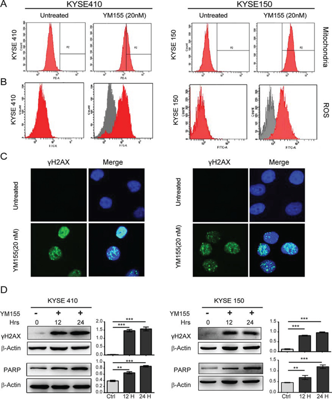 YM155 induces DNA damage and ROS production in both KYSE410 and KYSE150 cells.