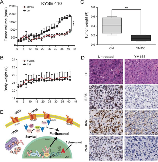 Inhibition of tumor growth in vivo.