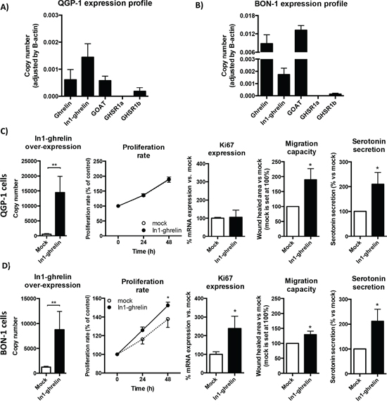 Effects of In1-ghrelin overexpression in NET-derived cell lines.