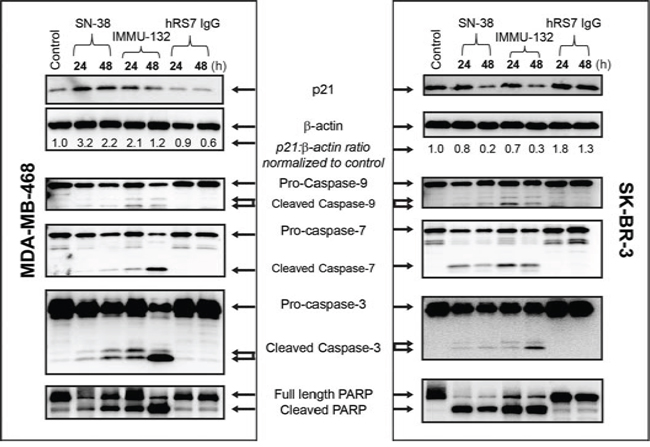 IMMU-132 mediated pro-apoptosis signaling in human breast cancer lines.