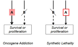 Oncogene addiction and synthetic lethality