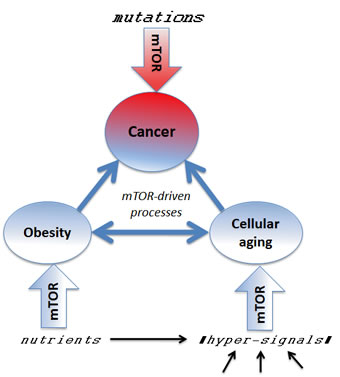 Several mTOR-dependent processes acting in concert can promote cancer.