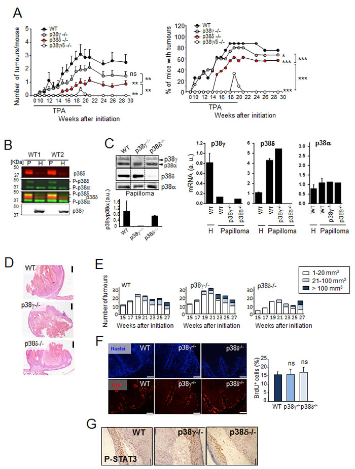 p38&#x3b3;/&#x3b4; deletion reduces the incidence of DMBA/TPA-induced skin tumour formation in mice.