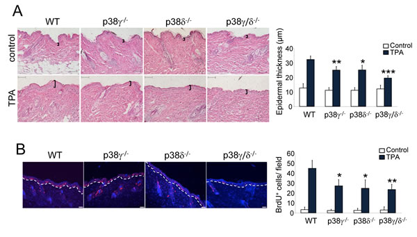 p38&#x3b3; and p38&#x3b4; deletion decreases epithelial cell proliferation.