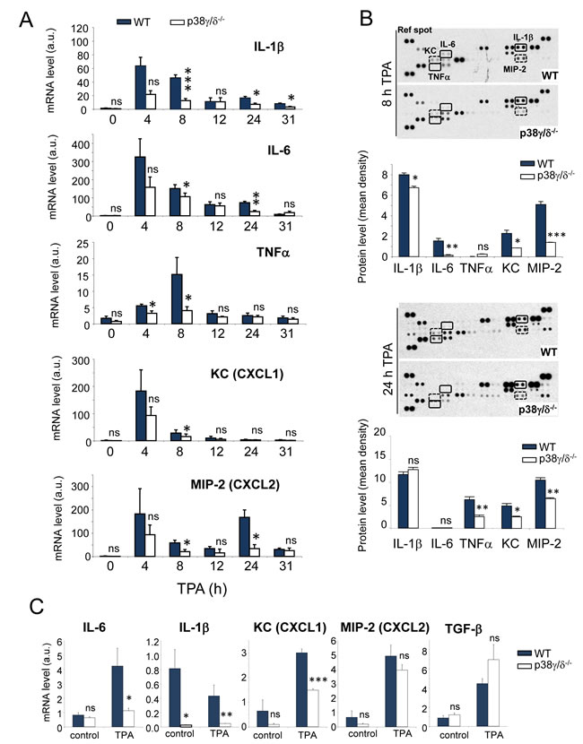 p38&#x3b3;/&#x3b4; deletion reduces TPA-induced cytokine and chemokine production in mouse skin.