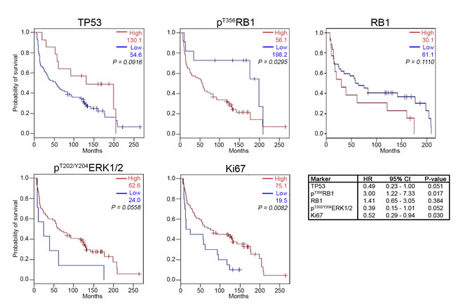 Kaplan-Meier survival analysis for high and low expression levels of TP53, RB1, p