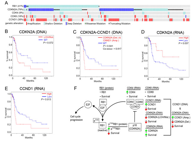Genomic and transcriptomic analysis of RB1, CDK4, CDK6, CDKN2A (p16) and CCND1.