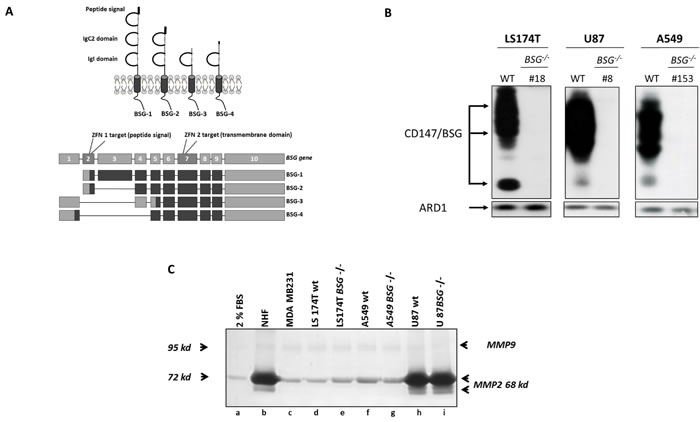 Zinc Finger Nucleases Knock out of BASIGIN/CD147 gene in tumour cells.