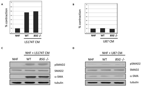 NHF activation by CM from tumour cells .