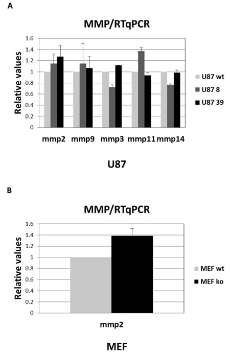 RT-qPCR analysis of MMP expression.