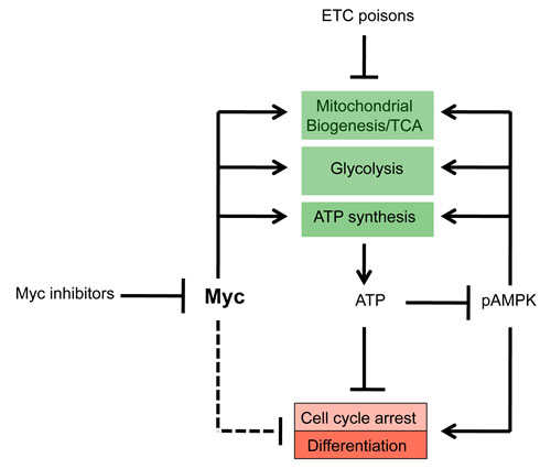 Common mechanism of Myc inhibitor action.