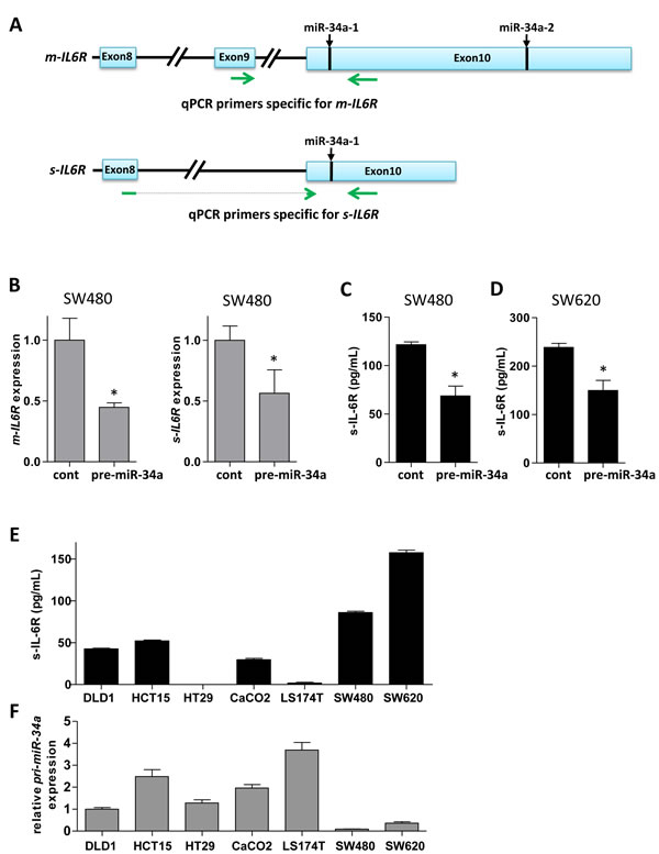 miR-34a down-regulates s-IL-6R expression in CRC cell lines.