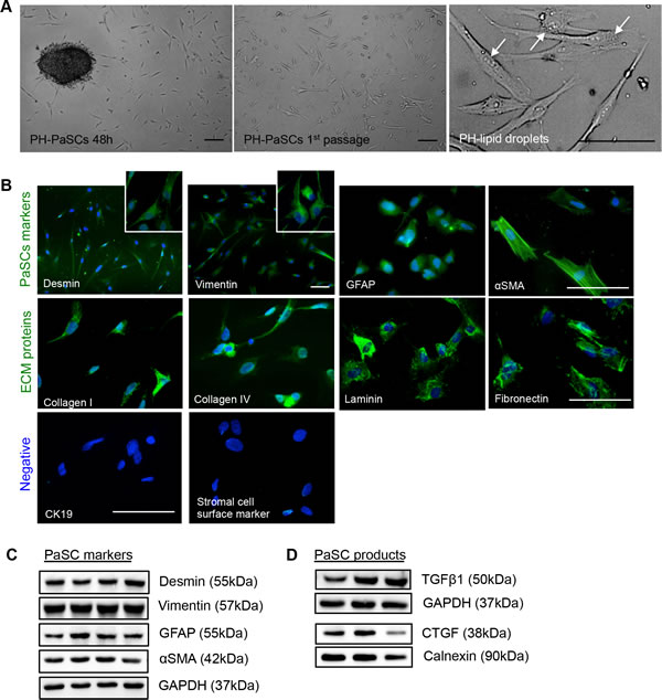 Characterization of isolated human fetal PaSCs.