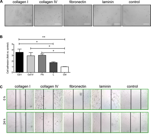 Collagen I, collagen IV, and fibronectin enhance PaSC adhesion and migration.