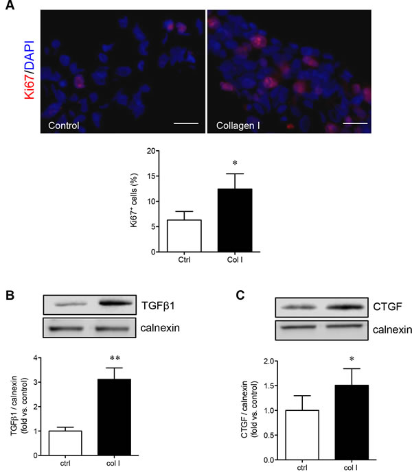 Collagen I increases PaSC proliferation and growth factor production.