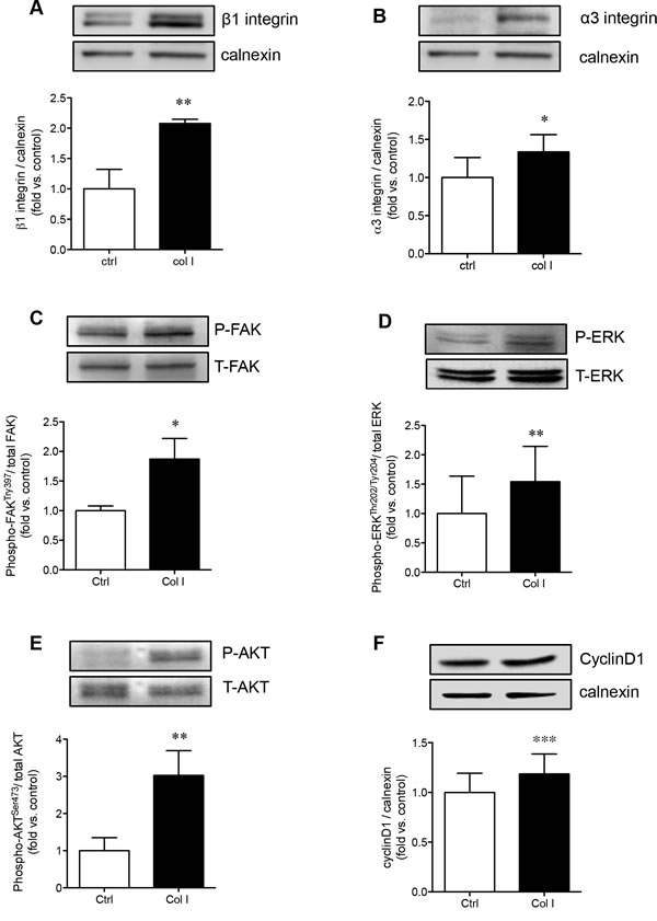 Collagen I enhances PaSC &#x3b1;3&#x3b2;1 integrin expression and downstream FAK/ERK, AKT, and cyclin D1 signaling.