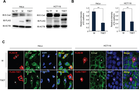 TSET represses the expression of E-cadherin in cancer cells.