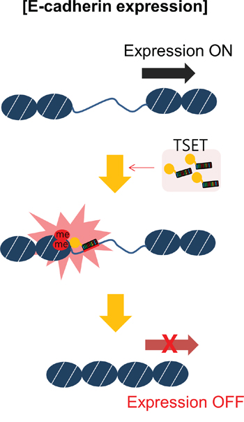 A schematic model of targeted E-cadherin regulation by the TSET system.