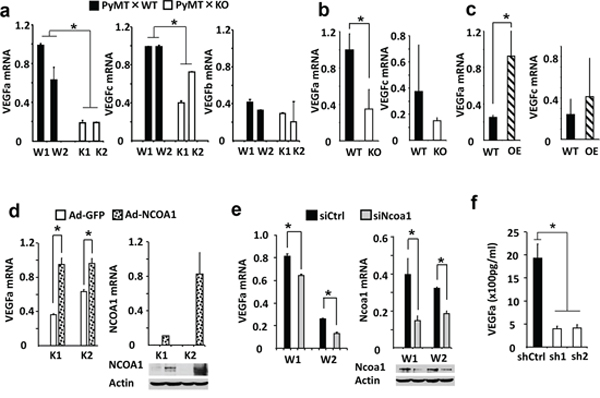 NCOA1 regulates VEGFa expression in breast tumor cells.