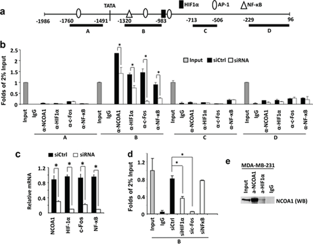 NCOA1 is recruited to the VEGFa promoter by HIF1&#x03B1; and c-Fos.