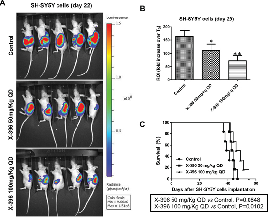 Dose-dependent efficacy of X-396 treatment in SH-SY5Y cells orthotopic-bearing mice.