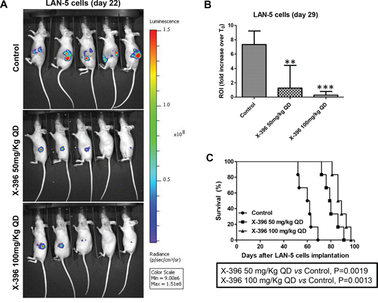 Dose-dependent efficacy of X-396 treatment in LAN-5 cells orthotopic-bearing mice.