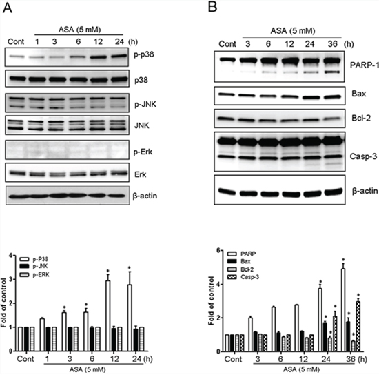Hyperacetylation-activated apoptosis in MDA-MB-231 cells involved the phosphorylation of p38 MAPK.