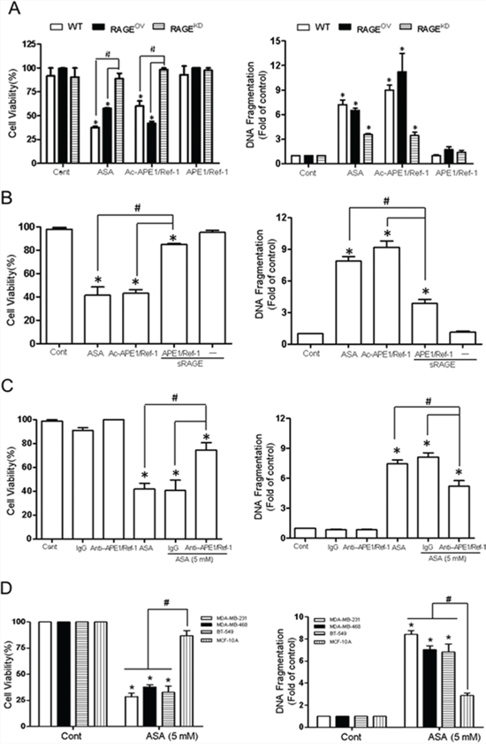 Interaction between RAGE and Ac-APE1/Ref-1 induced apoptotic cell death in TNBCs, leading to a decrease in cell viability.