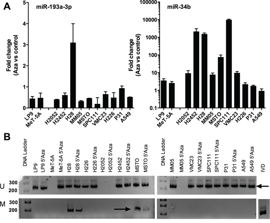 Downregulation of miR-193a-3p is not a result of methylation-induced silencing in MPM cell lines.
