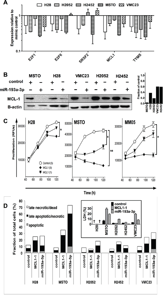 Transfection with miR-193a-3p mimics reduces MCL-1 and increases apoptosis and necrosis in MPM cells.