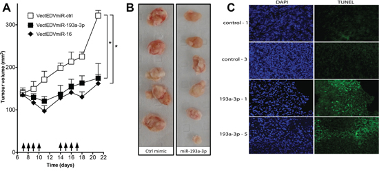 Effect of systemic administration of miR-193a-3p mimics on the growth of MPM xenografts.