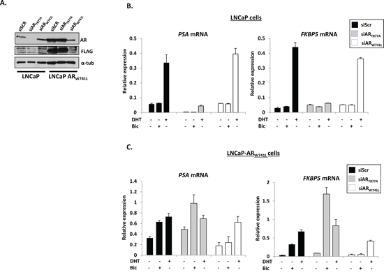 Stably-integrated ARW741L in LNCaP cells up-regulates endogenous PSA and FKBP5 in the presence of bicalutamide.