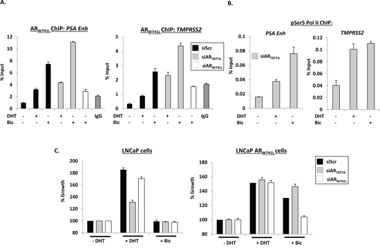 ARW741L is recruited to cis-regulatory elements of AR-target genes and drives a pro-proliferative phenotype in response to bicalutamide.