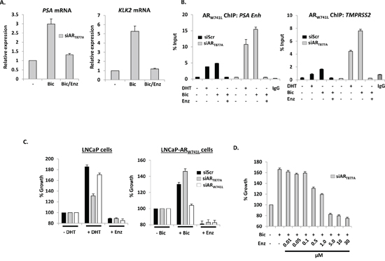 Bicalutamide-driven ARW741L activity and LNCaP-ARW741L cell growth is attenuated by enzalutamide.