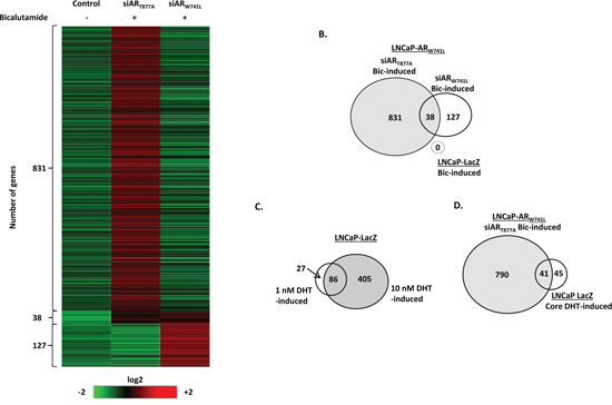 Bicalutamide activates an androgenic gene signature programme in LNCaP-ARW741L.
