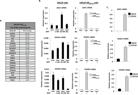 ARW741L markedly up-regulates genes distinct from endogenous ART877A.