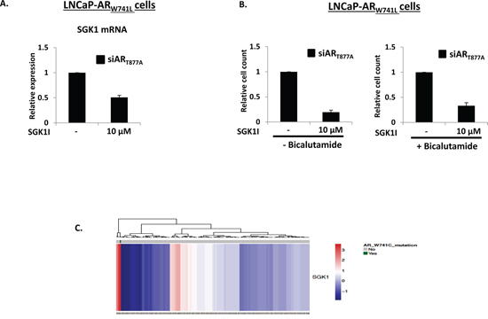 SGK1 inhibition reduces ARW741L activity and attenuates LNCaP-ARW741L proliferation.