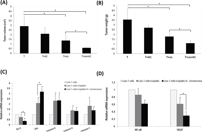 A. cinnamomea and cisplatin synergistically inhibit tumor growth in the line-1 xenografted mouse model.