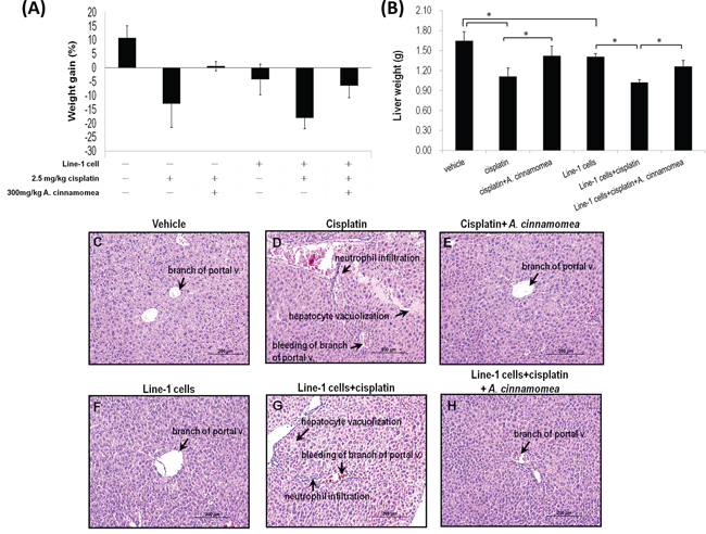 Effects of A. cinnamomea on cisplatin-induced body weight and liver weight loss in the line-1 xenografted mouse model.