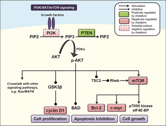 Iron chelators modulate PI3K/AKT signaling.