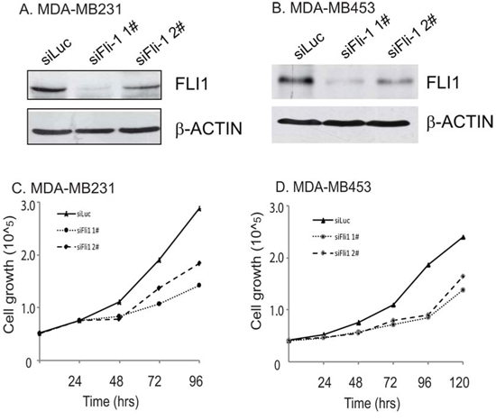 FLI1 knockdown decreases cell proliferation in two aggressive breast cancer cells.